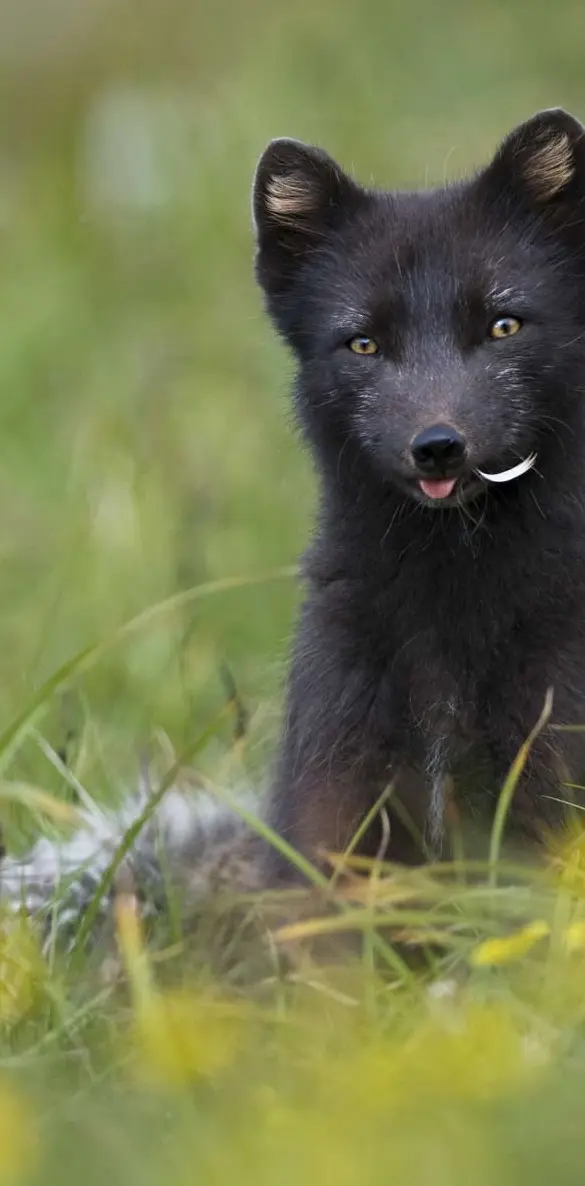 Cute Black Fox