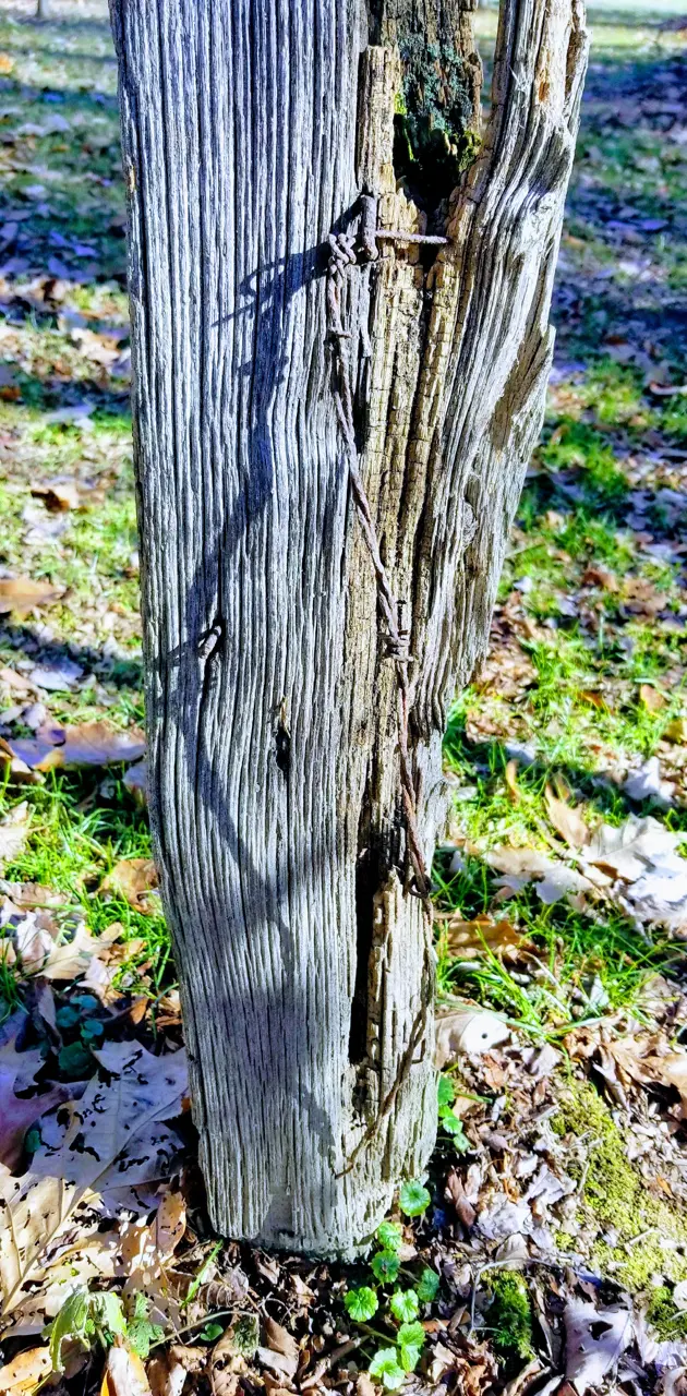 Old fence post