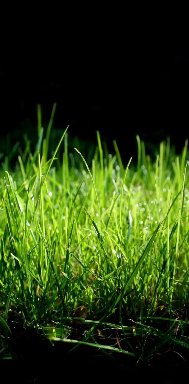 Grass Macro QHD
