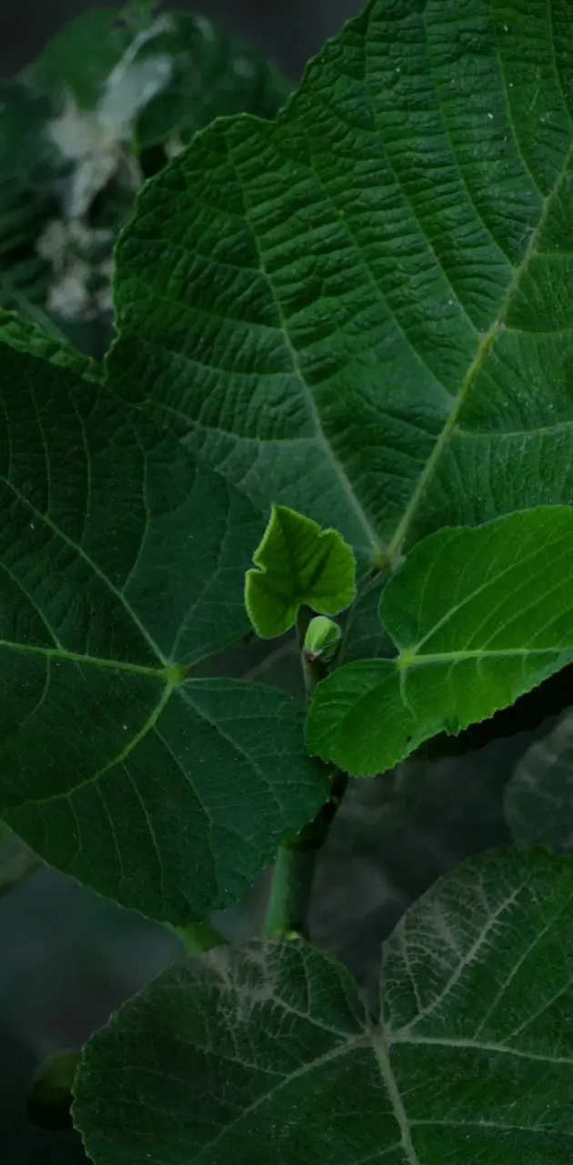 Green plant leafs