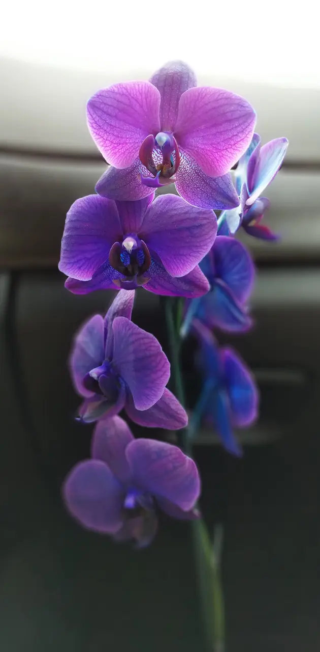 Purple flower -PH-1