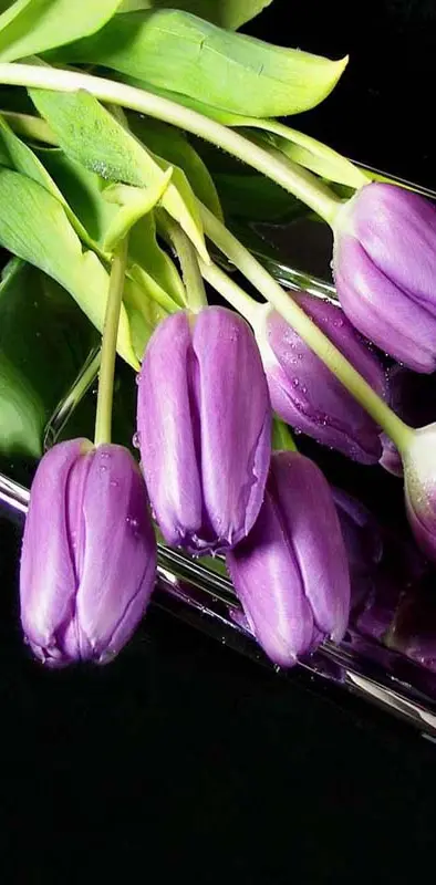Tulips purple