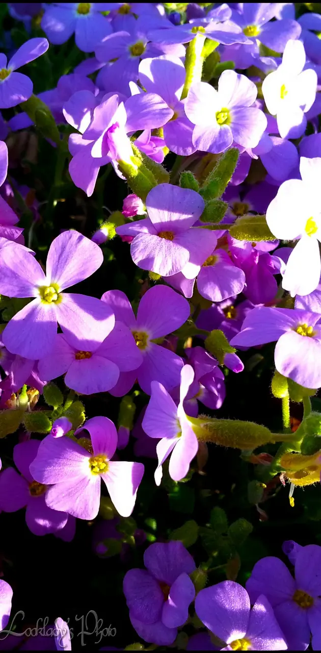 fleurs violette