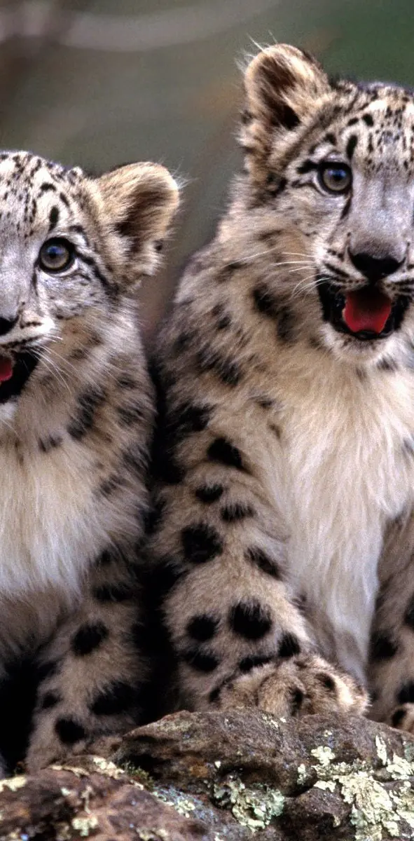 Cute Leopard Cubs