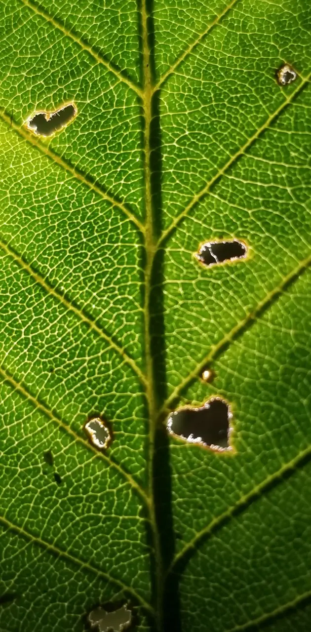 Broken leaf 