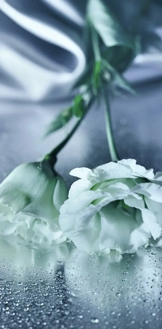White  Rose