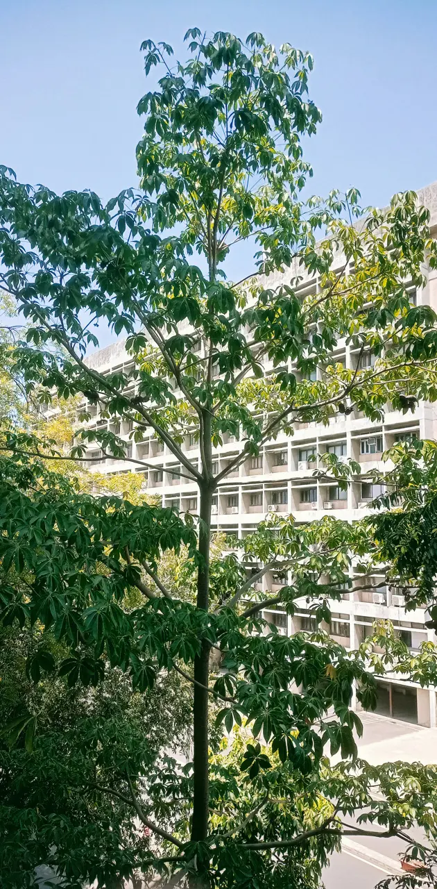 Tree at balcony 
