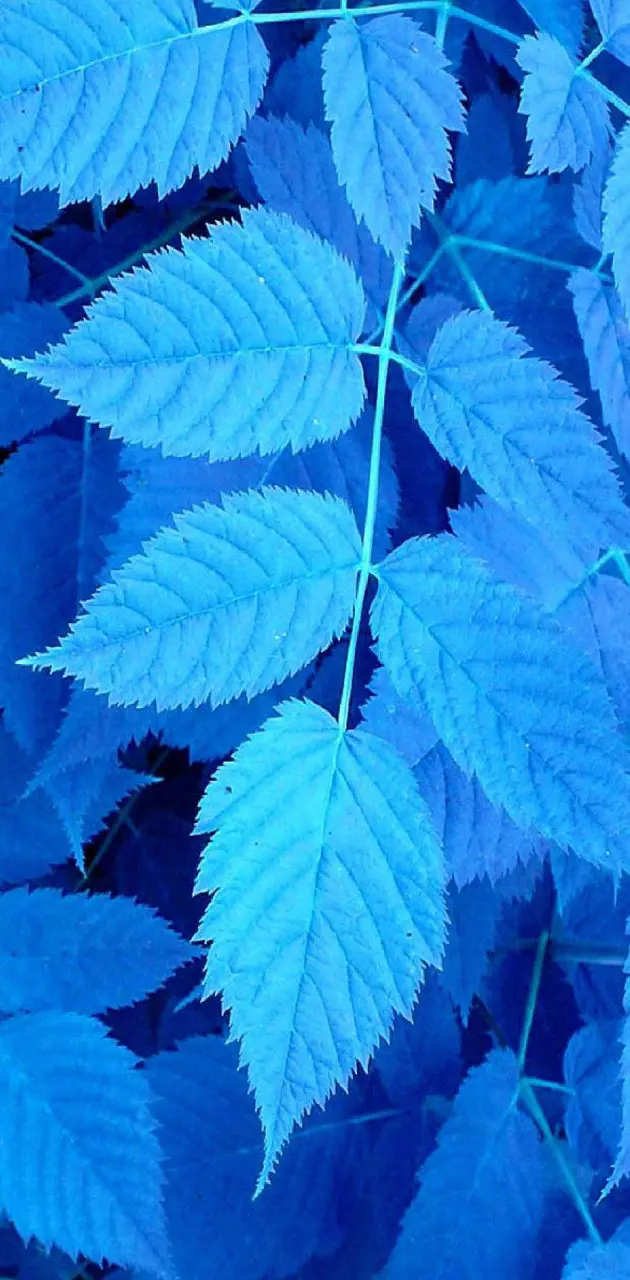 Blue Leaf