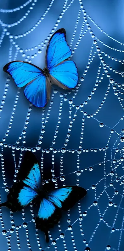 Butterflies On Web