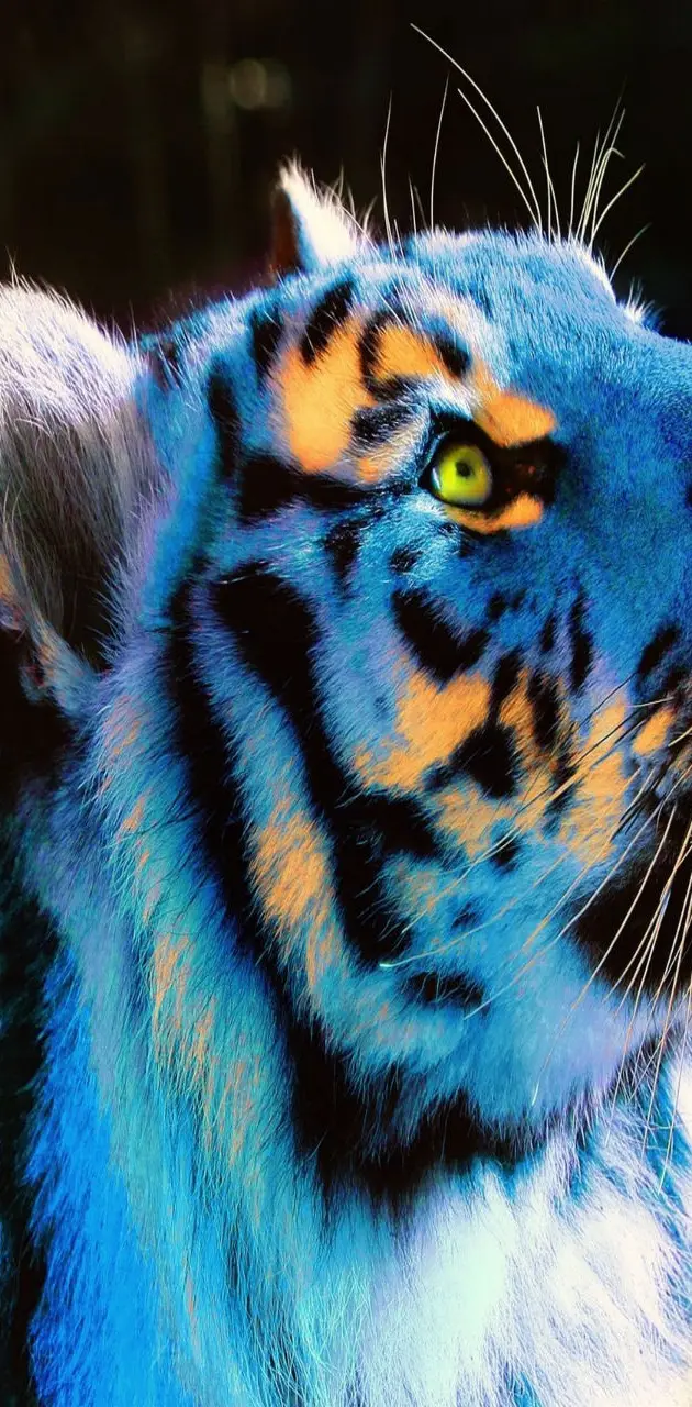3D Blue Tiger