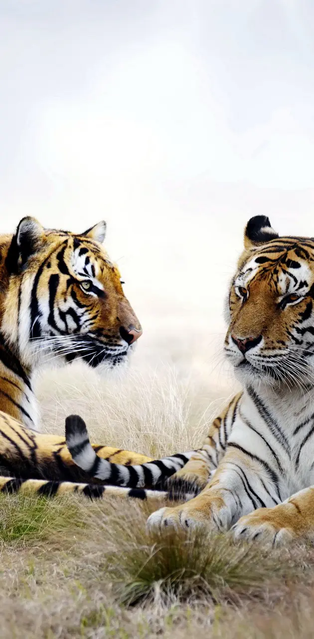 Tigers Pair