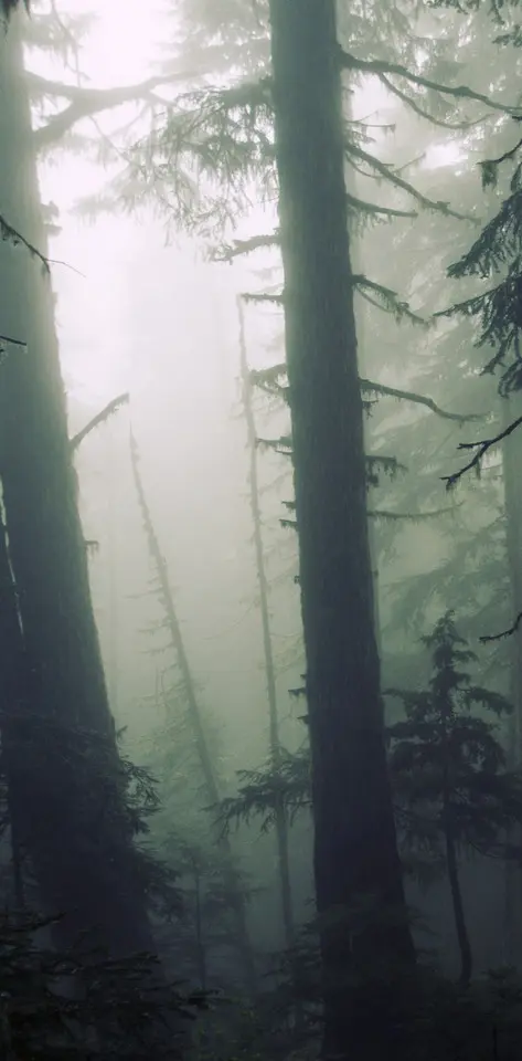 Night Forest Fog