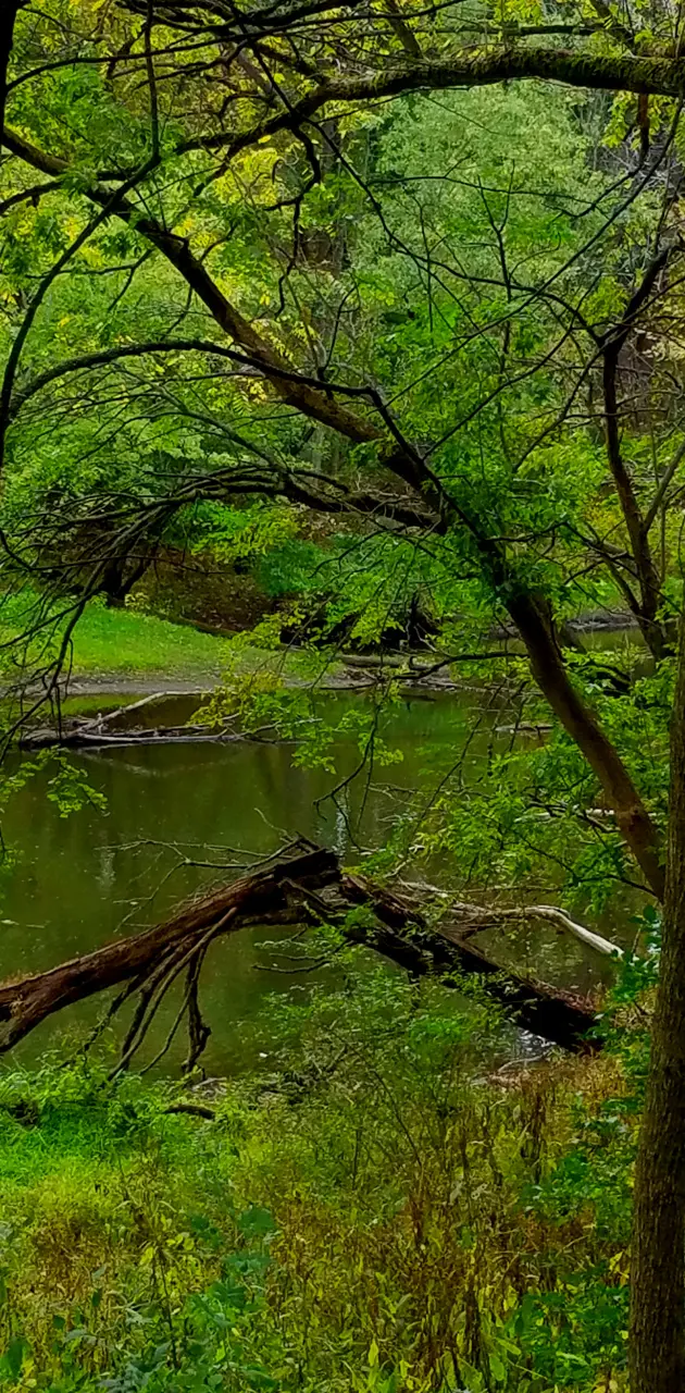 Bent tree over water