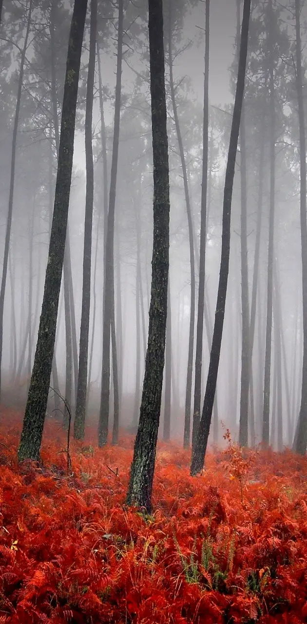 Mist filled Forest