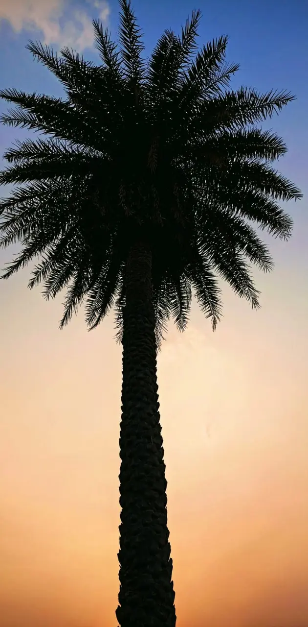 Sunset View tree