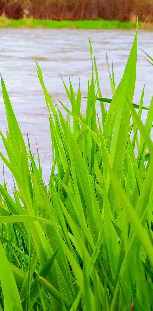 Grass By River