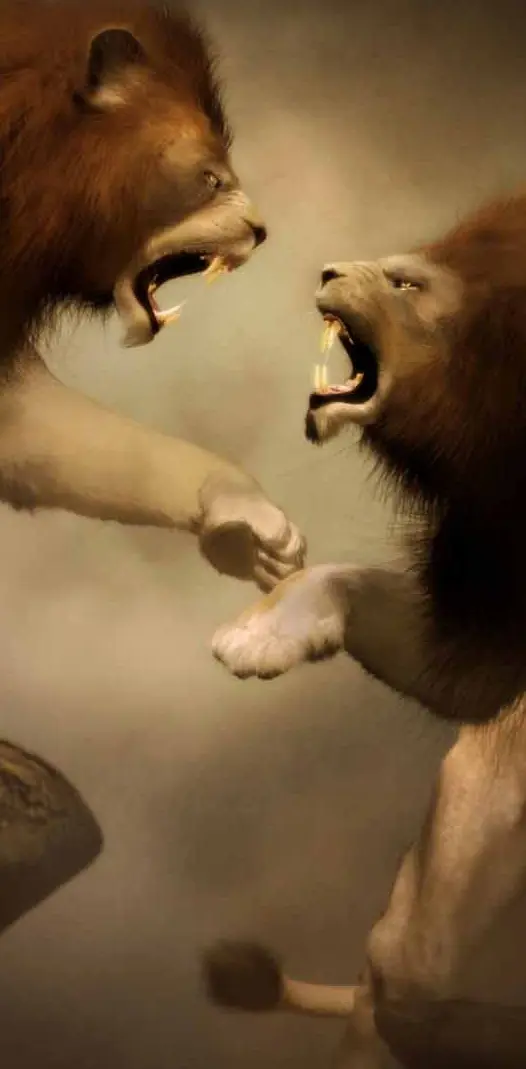 Lions Battle