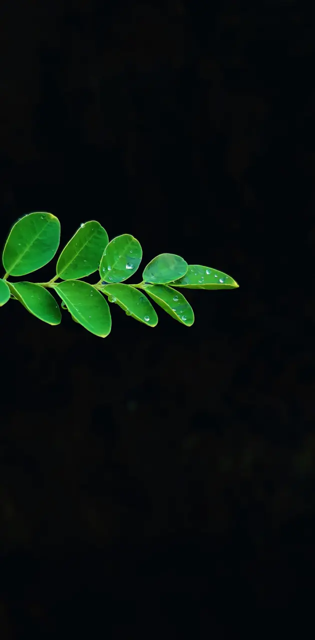 Portrait leaf