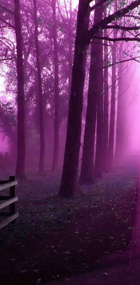 purple misty forest