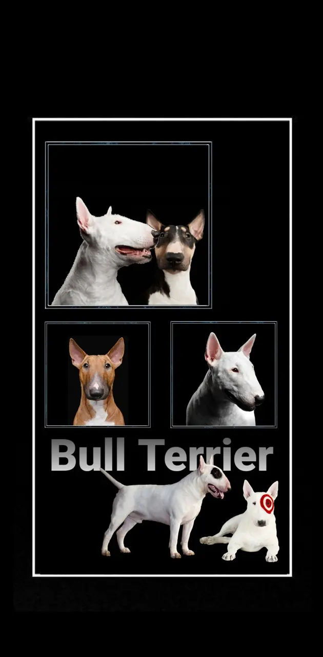 Bull Terrier framed