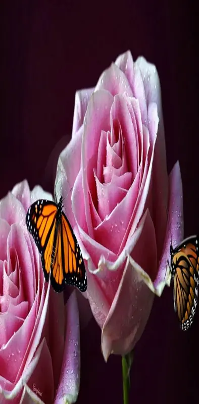 Rose N Butterflies