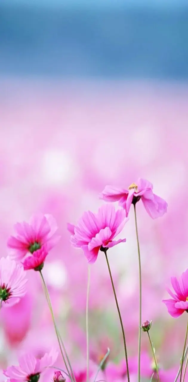 Pink Flowers Hd