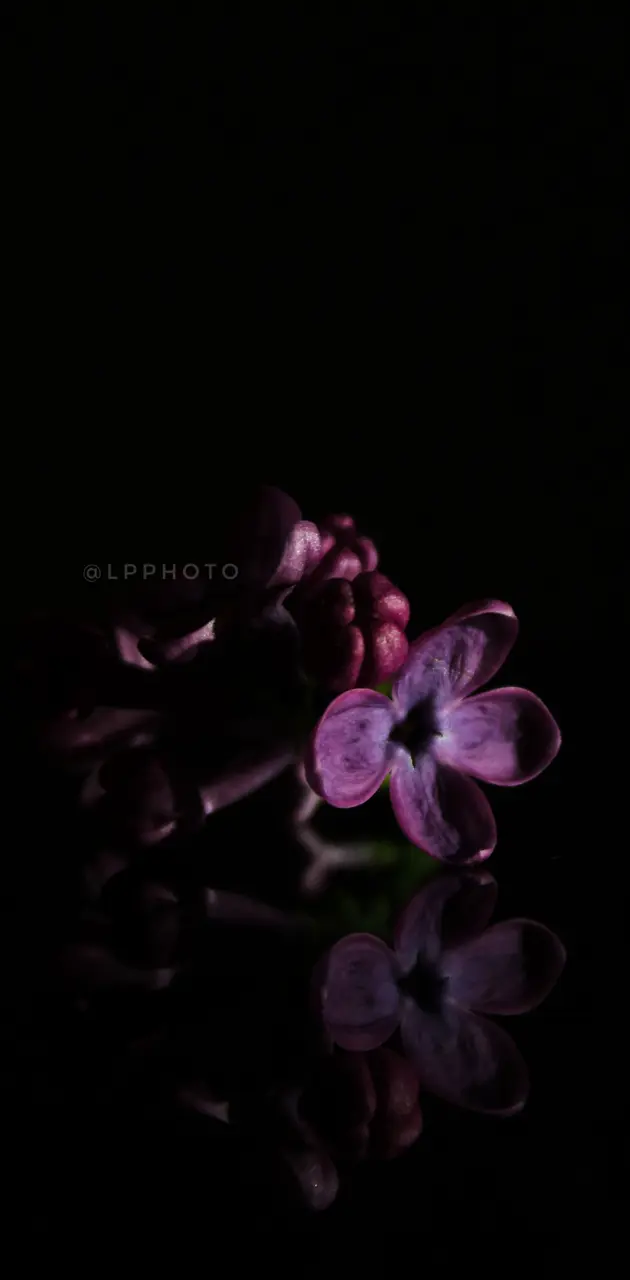 Liliac Flower