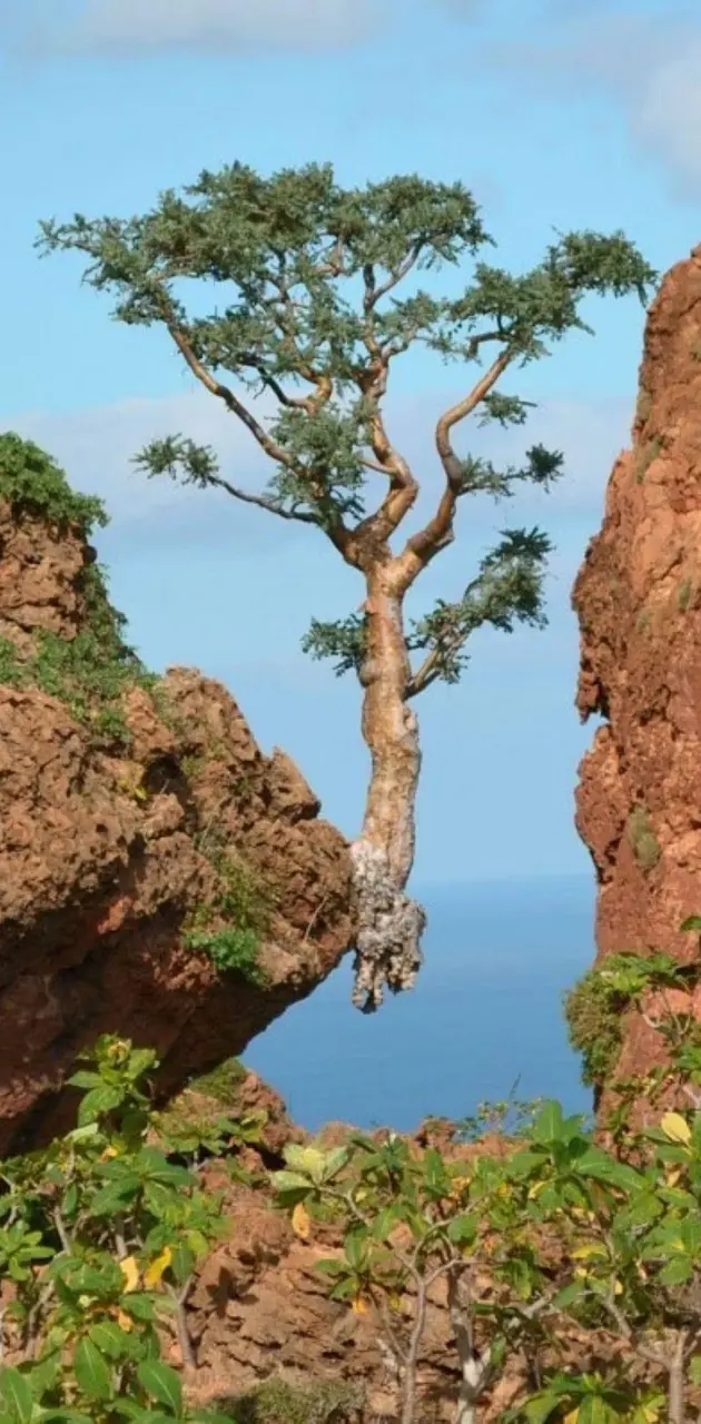 tree and rock
