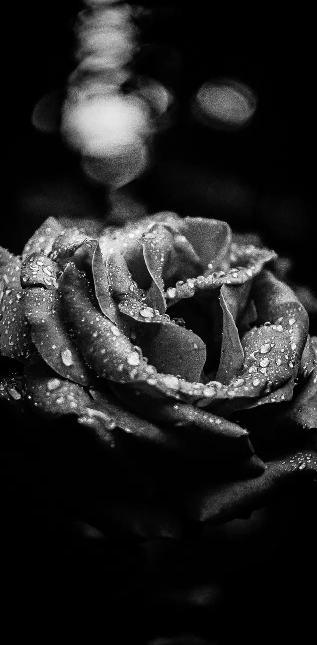 Black White Rose