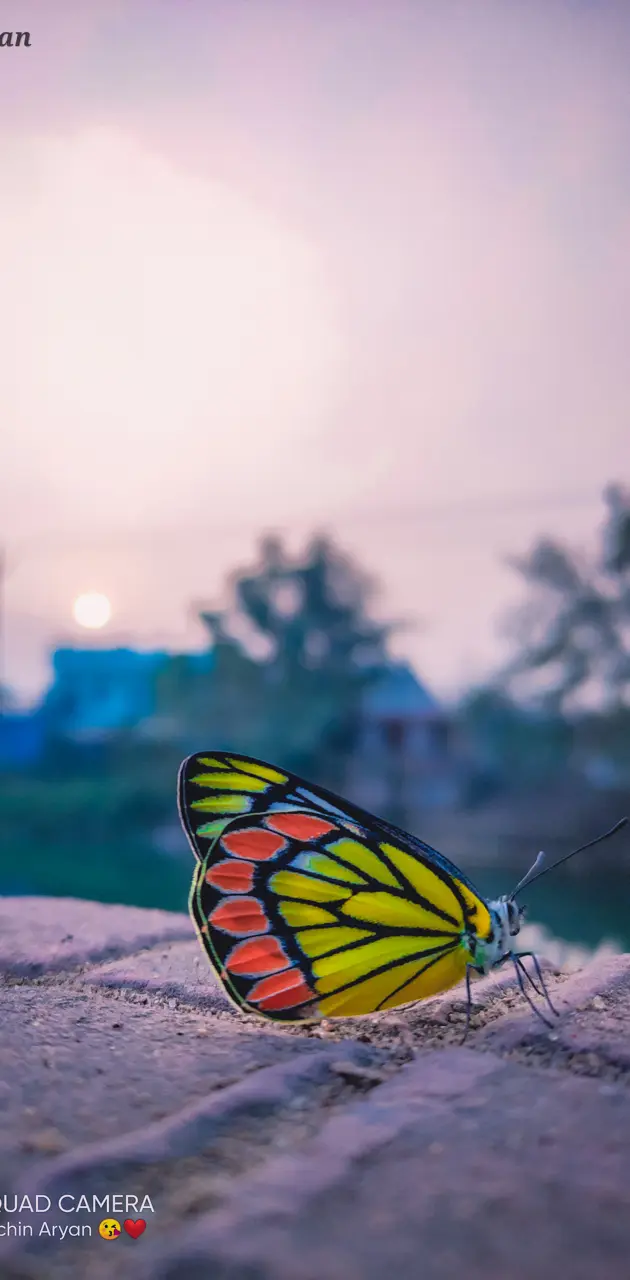  Beautiful Butterfly