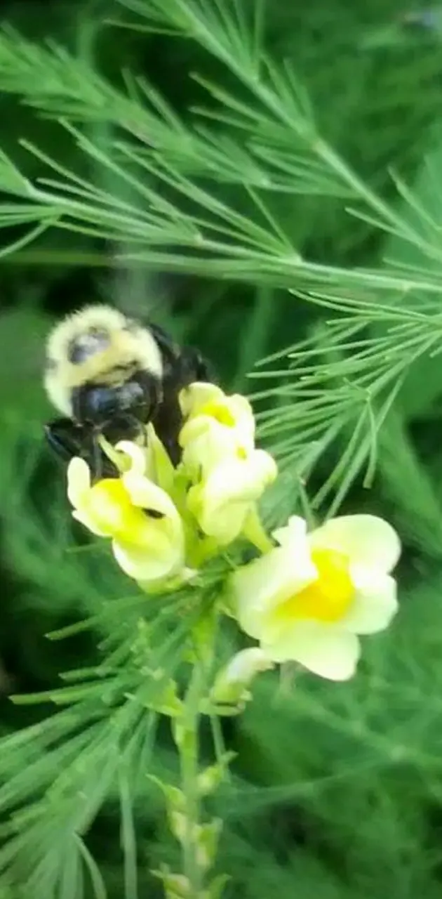 Snappy Bumble Bee 2