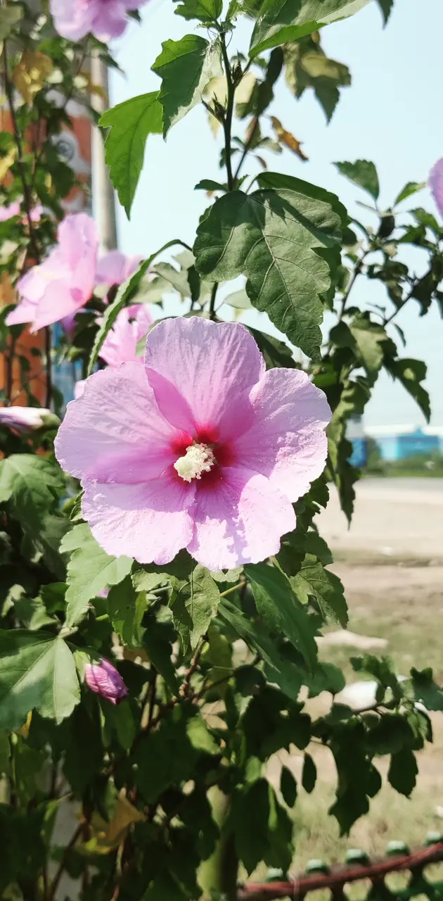 Hibiscus flower 