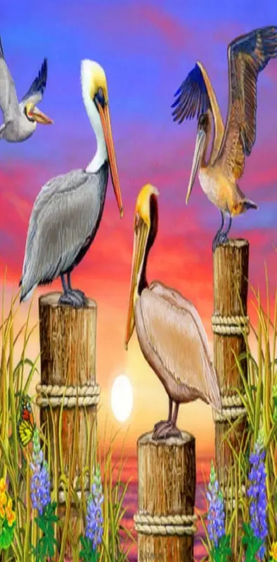 Splendor Pelicans