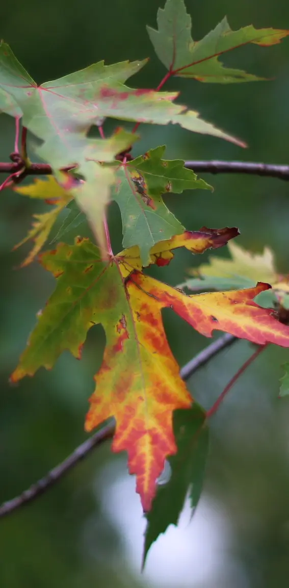 autumn leaf 2014