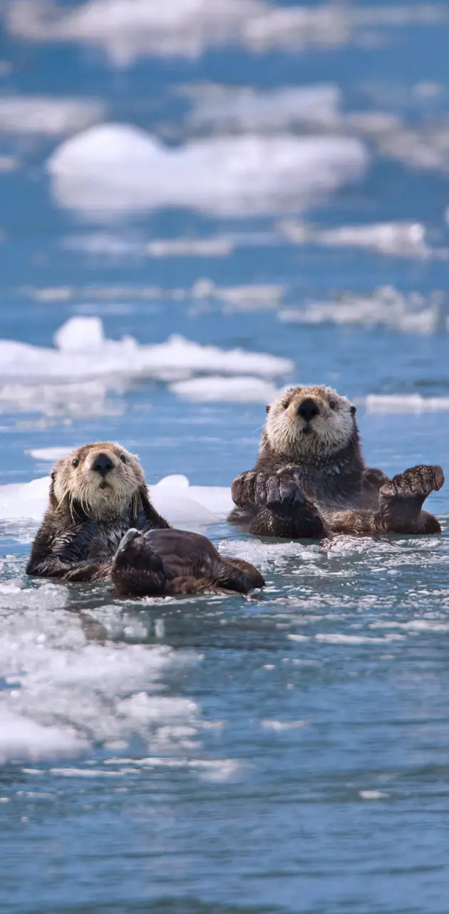 Sea Seals