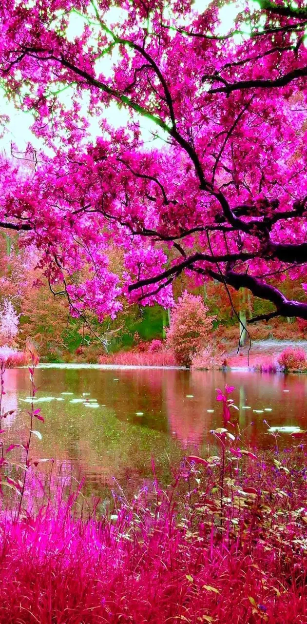 pink nature hd