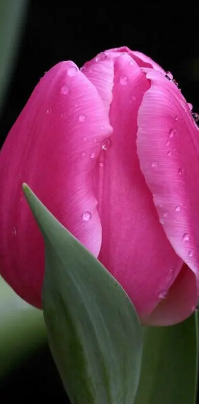 Amazing Pink Tulip