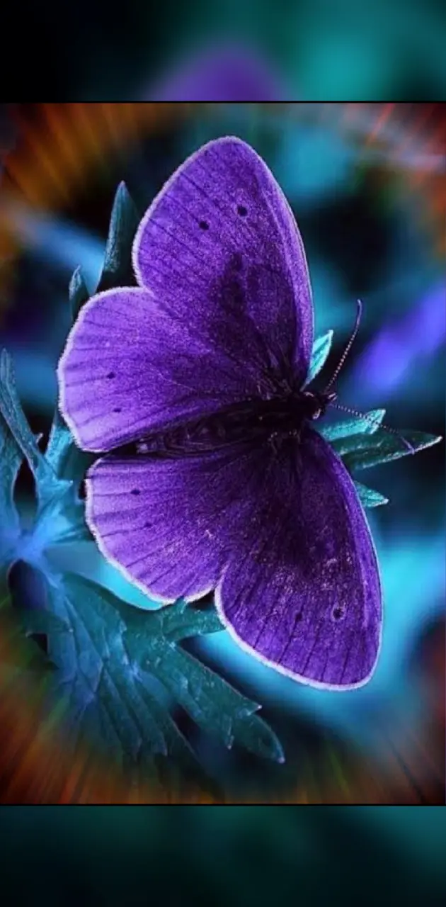 blue and purple butterfly wallpaper