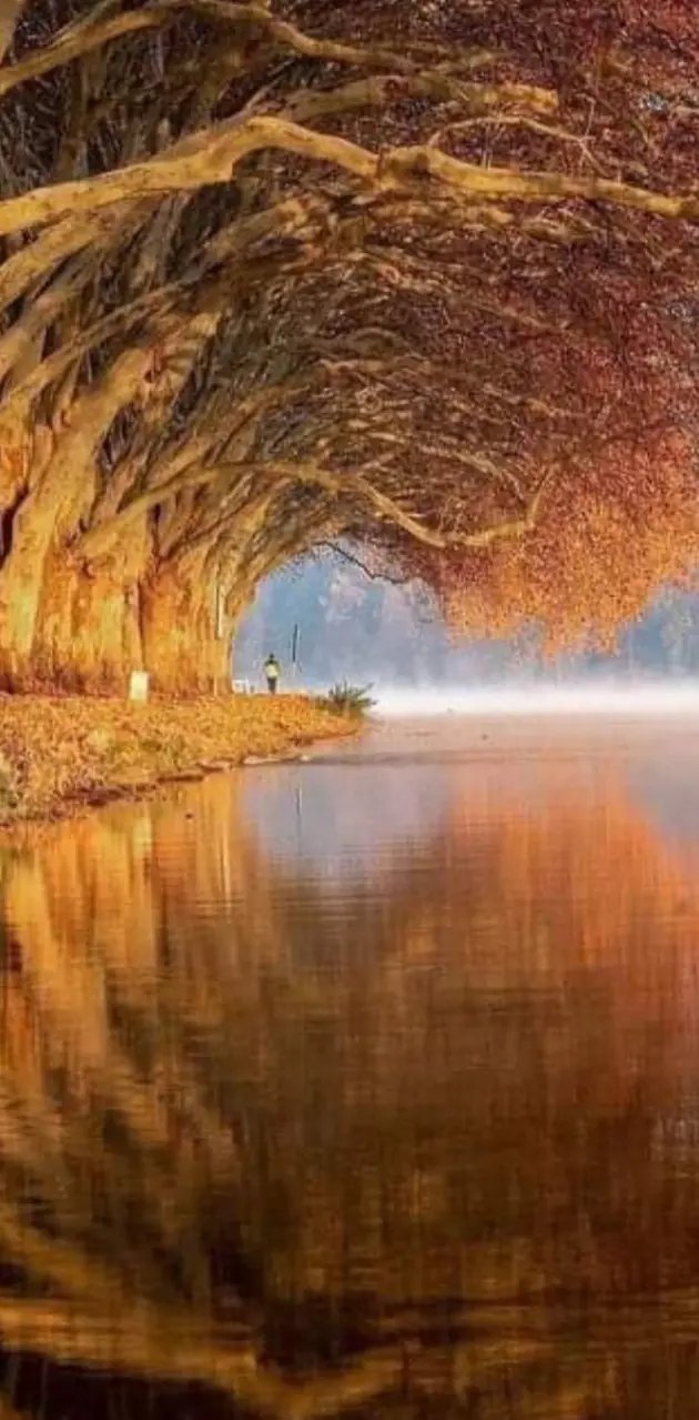 tree tunnel in Germany