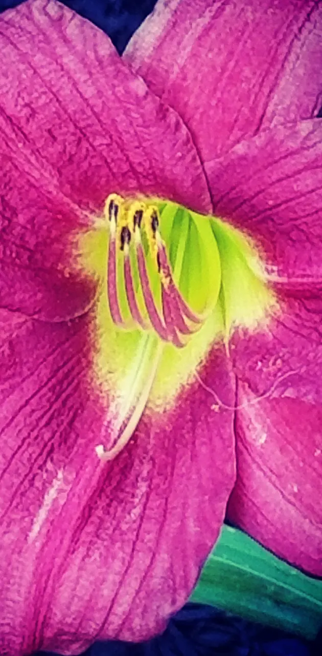Purplish pink flower