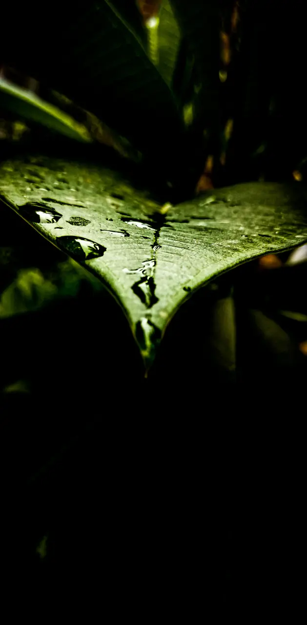 Leaf after rain