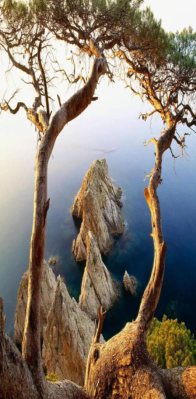 Tree rocks coast