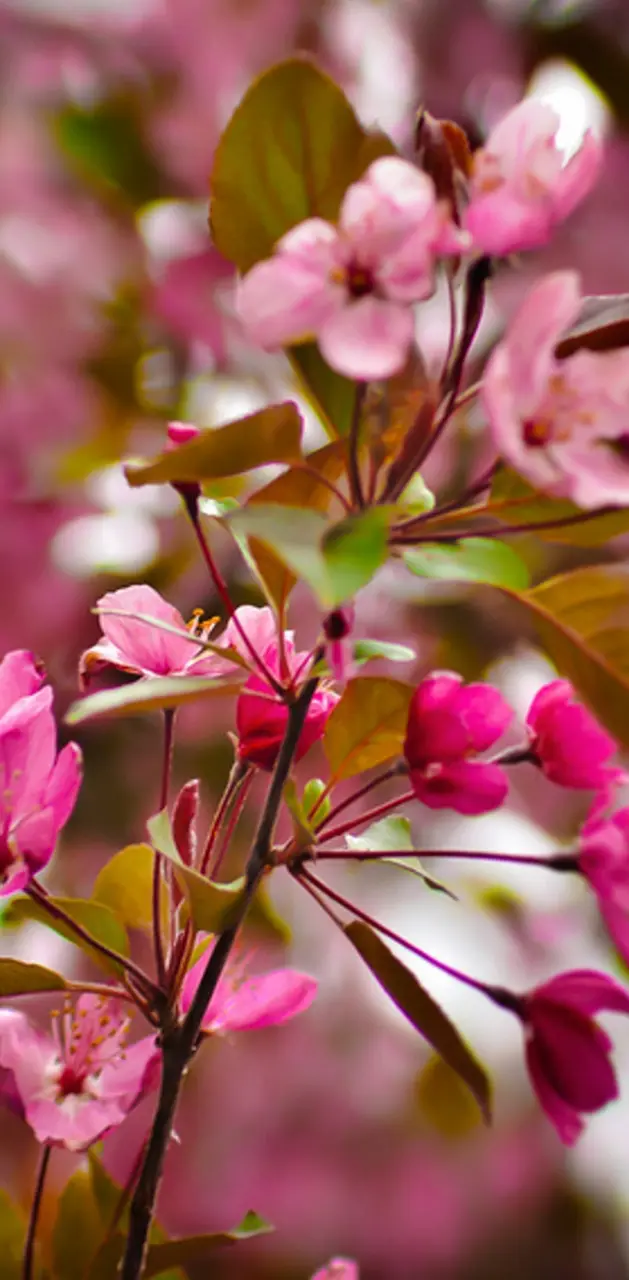 Blooming Pinks