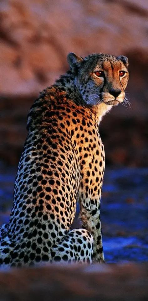 Golden Leopard