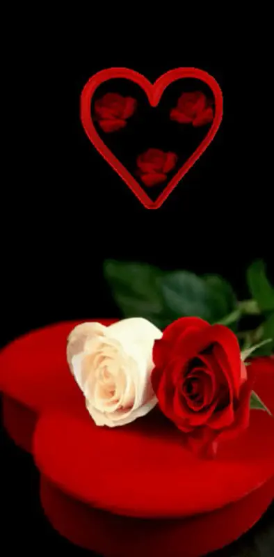 Red White Rose