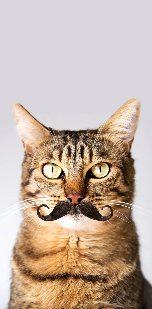Cat Mustache 