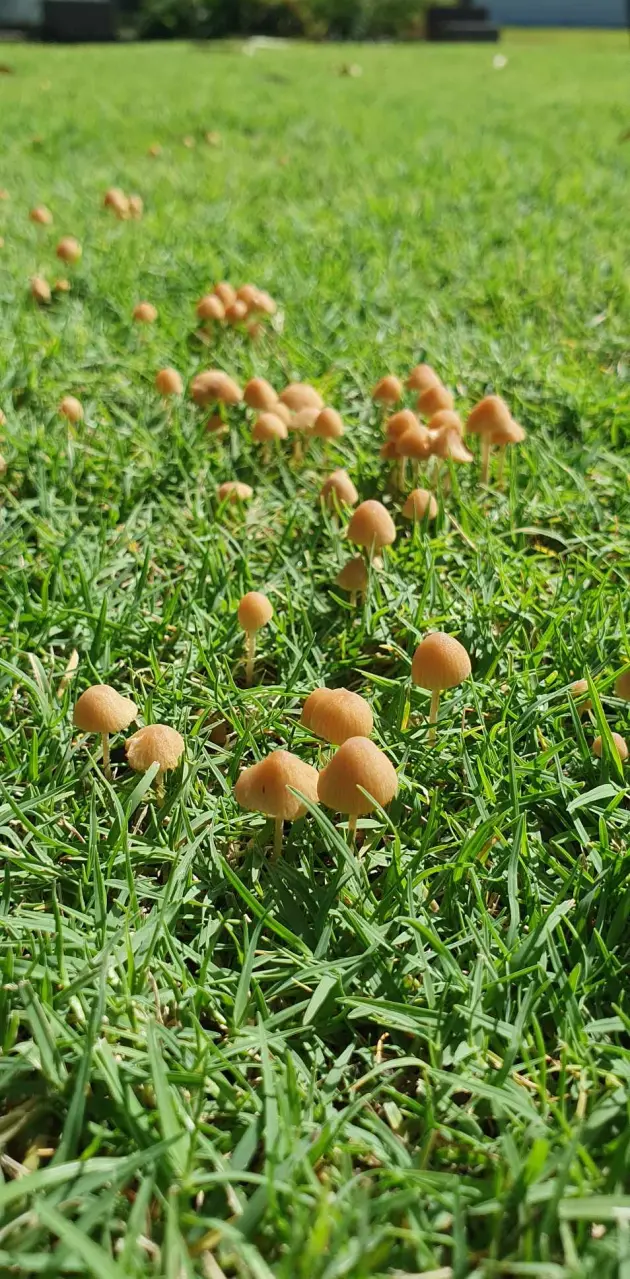 Army of fungi