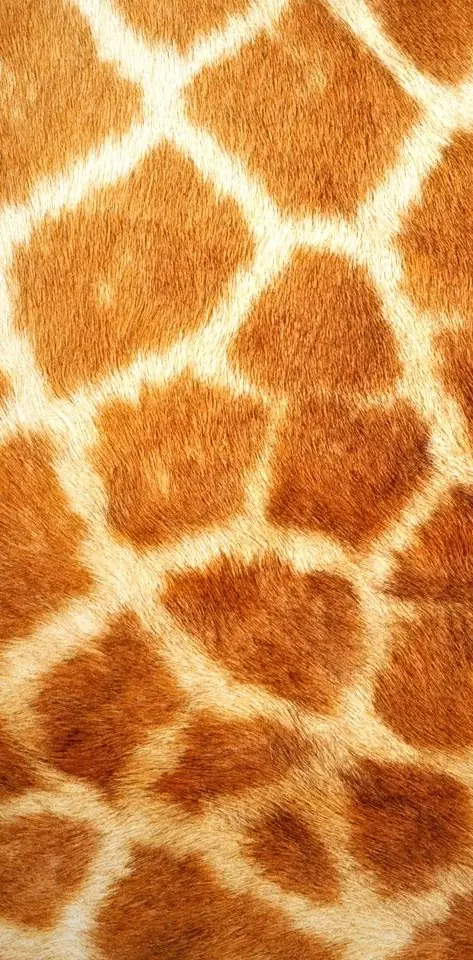 Gepard Skin