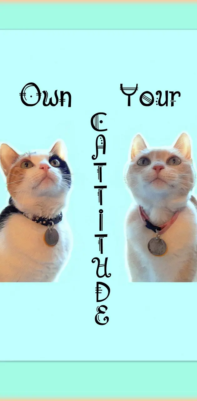 Own Cattitude Cats