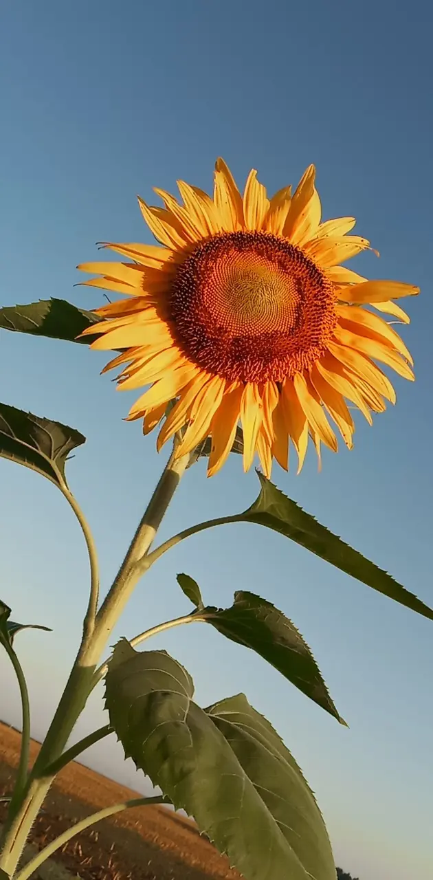 Sunflower aesthetic